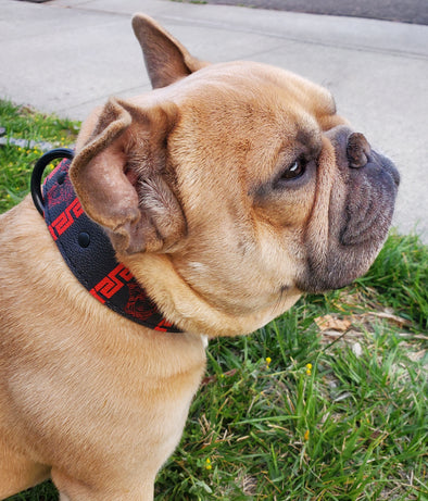 French Bulldog Red And Black Leather Collar